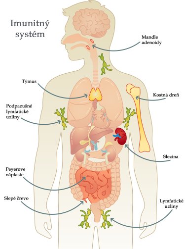 imunitny system 6